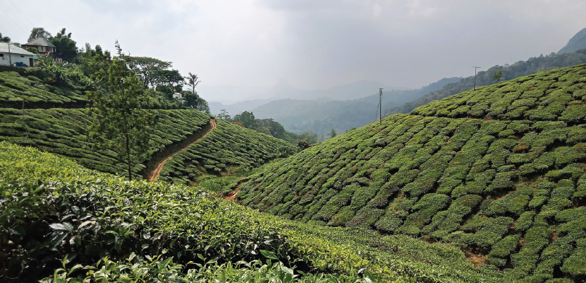 Explore South India - Munnar
